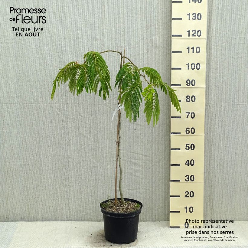 Exemplar von Albizia julibrissin 'Shidare' - Seidenakazie Topf mit 7,5L/10L wie im Sommer geliefert