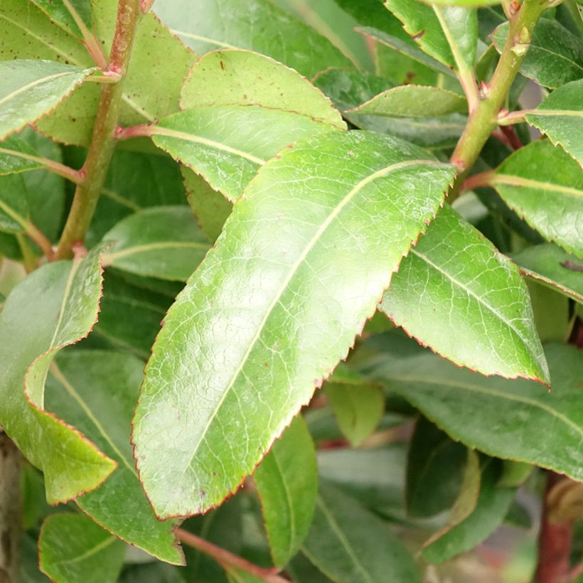 Westlicher Erdbeerbaum - Arbutus unedo (Laub)