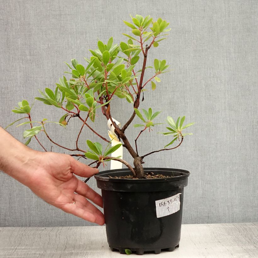 Exemplar von Westlicher Erdbeerbaum - Arbutus unedo Topf mit 2L/3L wie im Sommer geliefert
