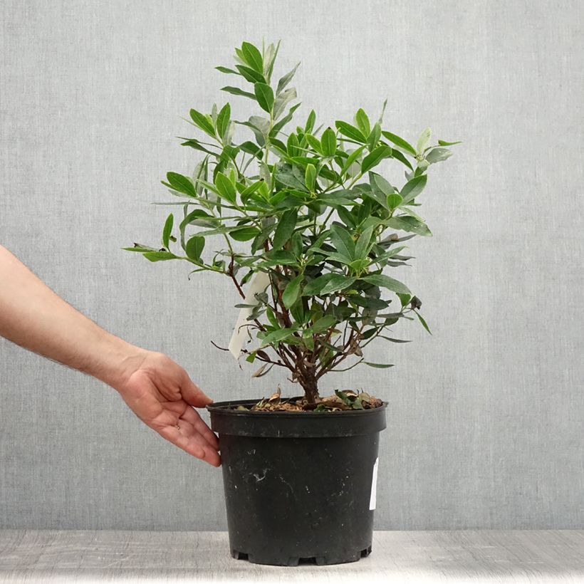 Exemplar von Arbutus unedo Compacta - Westlicher Erdbeerbaum Topf mit 7,5L/10L wie im Sommer geliefert