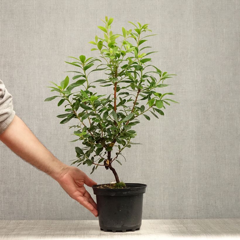 Exemplar von Arbutus unedo Compacta - Westlicher Erdbeerbaum Topf mit 2L/3L wie im Sommer geliefert