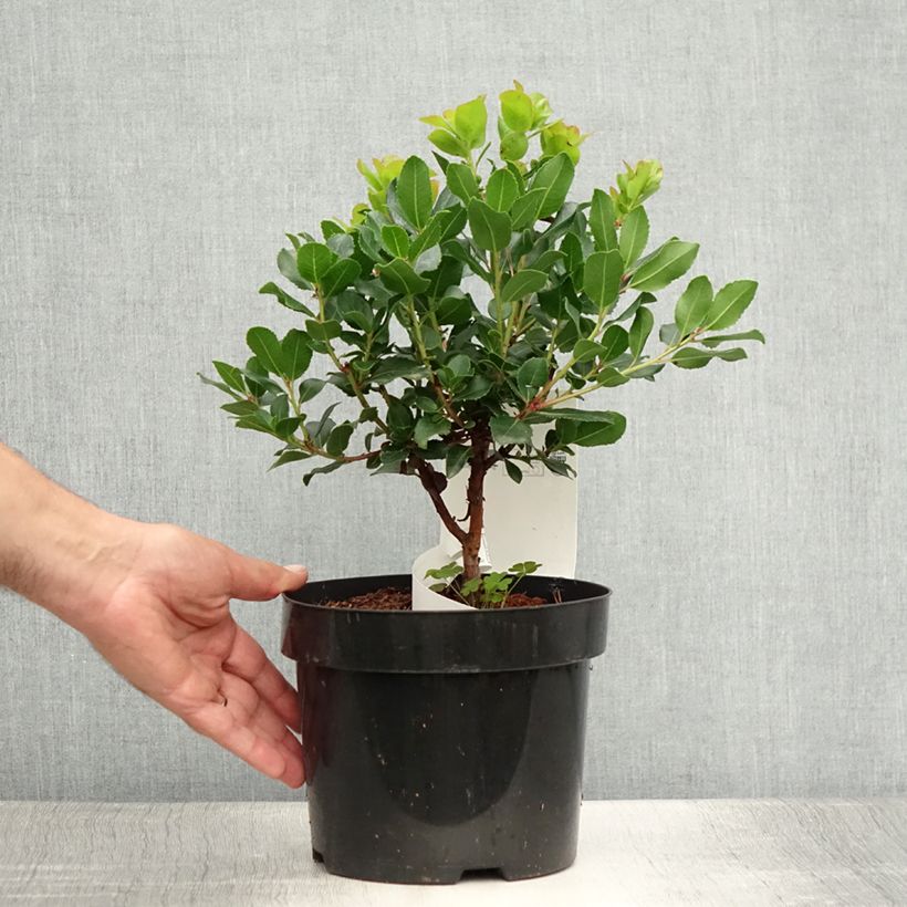 Exemplar von Arbutus unedo Rubra - Westlicher Erdbeerbaum Topf mit 3L/4L wie im Sommer geliefert