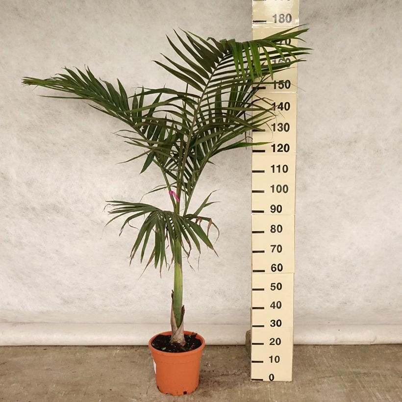 Exemplar von Archontophoenix alexandrae - Feuer-Palme Topf mit 7,5L/10L wie im Sommer geliefert