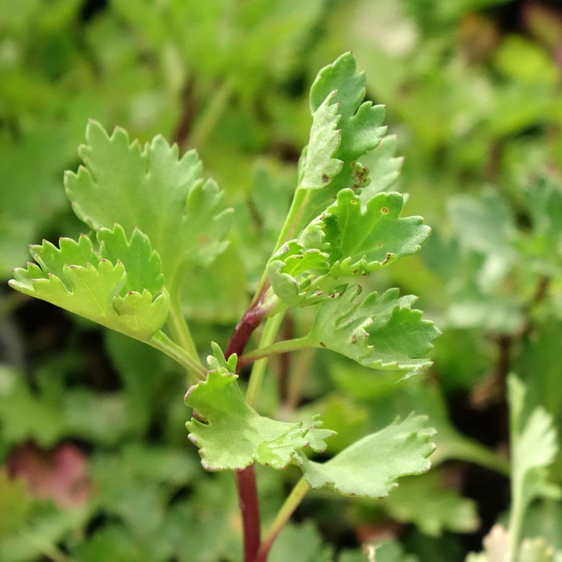 Arctanthemum arcticum - Grönland-Margerite (Laub)