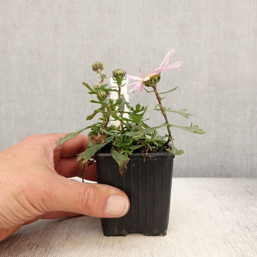 Exemplar von Arctanthemum arcticum - Grönland-Margerite Kleine Töpfe von 8/9 cm wie im Frühjahr geliefert