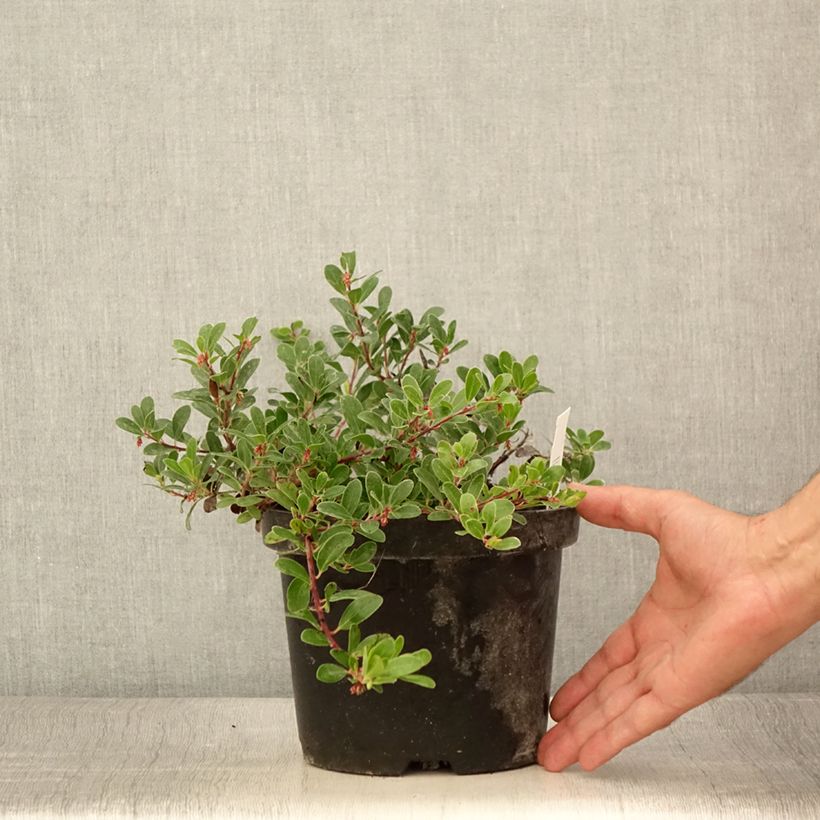 Exemplar von Arctostaphylos uva-ursi - Echte Bärentraube Topf mit 3L/4L wie im Sommer geliefert