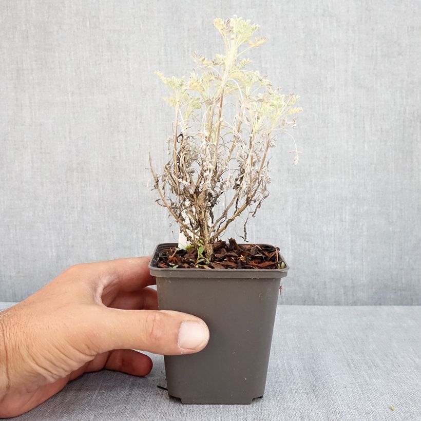 Exemplar von Strauch-Beifuß Little Mice - Artemisia arborescens Kleine Töpfe von 8/9 cm wie im Sommer geliefert