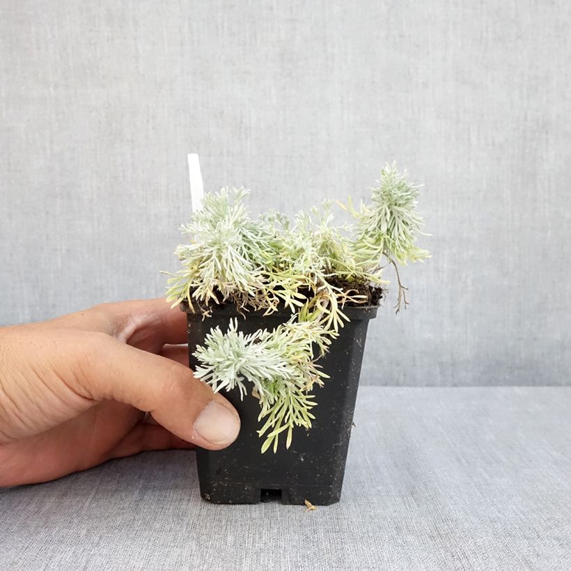 Exemplar von Zwerg-Silberraute Nana - Artemisia stelleriana Kleine Töpfe von 8/9 cm wie im Sommer geliefert