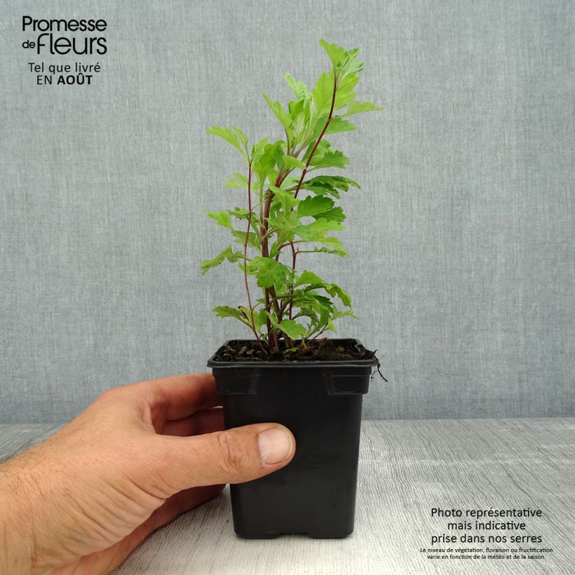 Exemplar von Gemeiner Beifuß Bio - Artemisia vulgaris Kleine Töpfe von 7/8 cm wie im Sommer geliefert