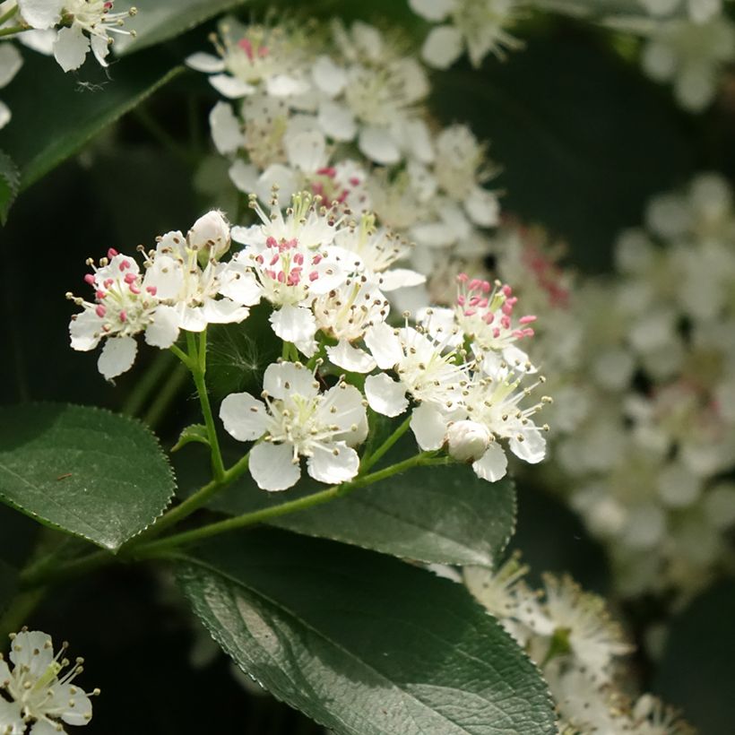 Apfelbeere Autumn Magic - Aronia melanocarpa (Blüte)