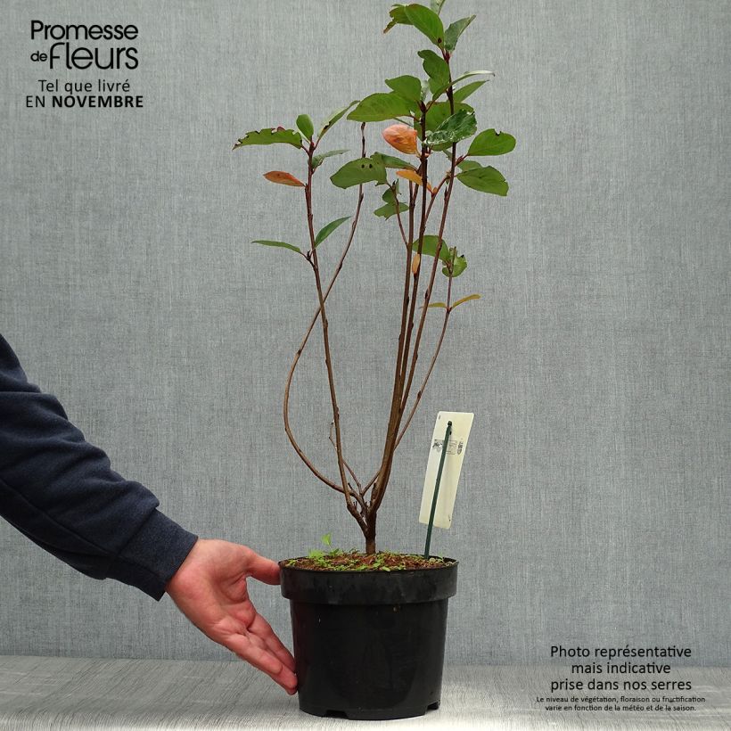 Exemplar von Aronia prunifolia Aron - Apfelbeere Topf mit 2L/3L wie im Herbst geliefert