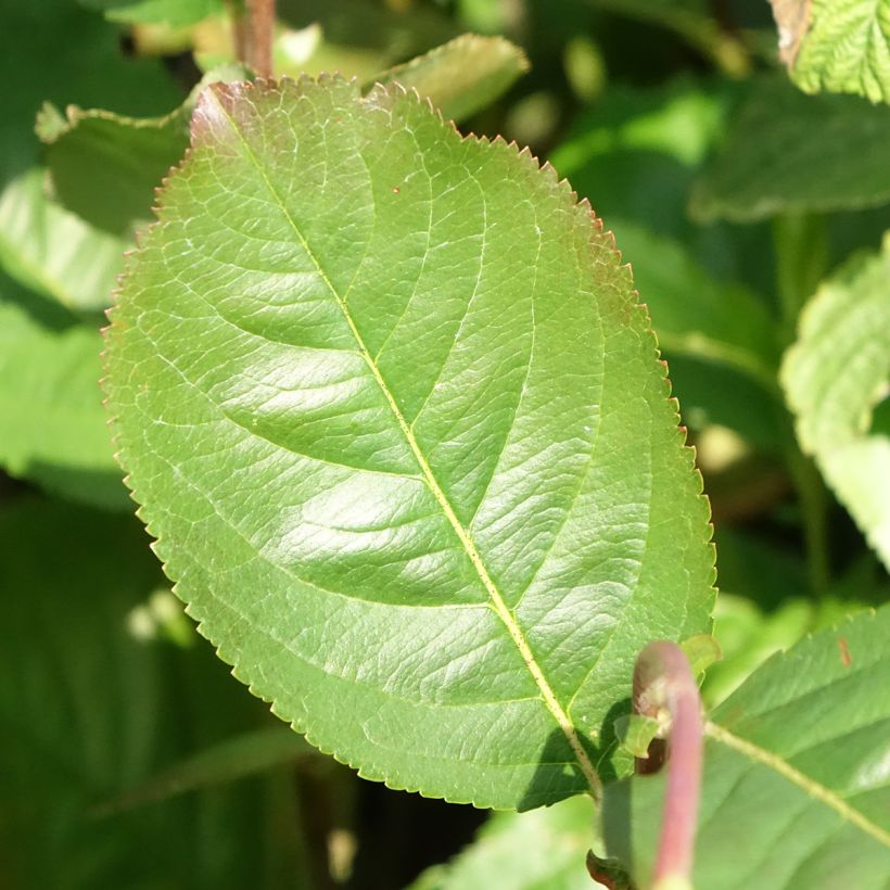 Pflaumenblättrige Apfelbeere Rubina - Aronia (Laub)