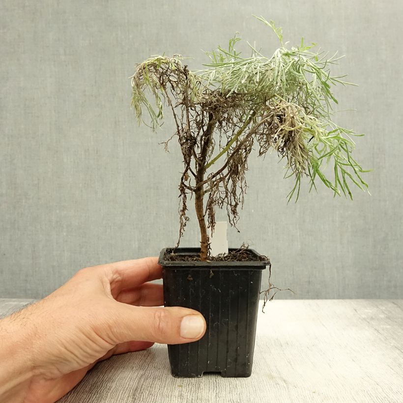 Exemplar von Artemisia mauiensis Makana Silver - Beifuß Kleine Töpfe von 8/9 cm wie im Herbst geliefert