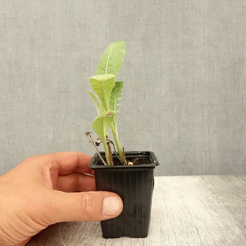 Exemplar von Artischocke Gros Vert de Laon Kleine Töpfe von 7/8 cm wie im Sommer geliefert