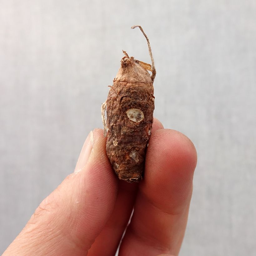 Exemplar von Arum italicum subsp. italicum Marmoratum - Geaderter Aronstab Zwiebel Kaliber/Größe 6+ wie im Frühjahr geliefert