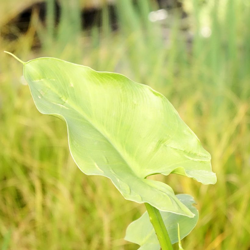 Zantedeschia aethiopica Green Goddess - Zimmercalla (Laub)