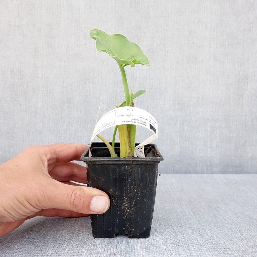 Exemplar von Zantedeschia aethiopica Green Goddess - Zimmercalla Kleine Töpfe von 8/9 cm Kaliber/Größe 15+ wie im Frühjahr geliefert