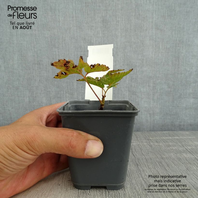 Exemplar von Aruncus dioïcus var. kamtschaticus - Wald-Geissbart Kleine Töpfe von 8/9 cm wie im Sommer geliefert