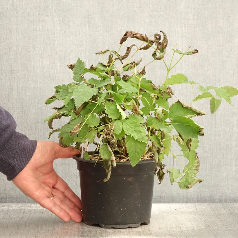 Exemplar von Aruncus dioïcus sylvestris - Wald-Geissbart Topf mit 2L/3L wie im Herbst geliefert