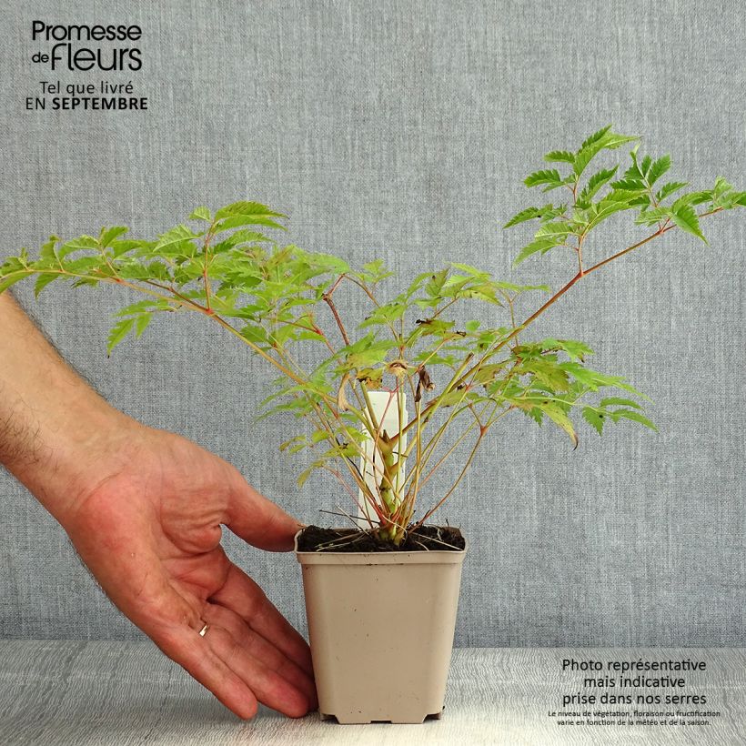 Exemplar von Aruncus Horatio - Geissbart Kleine Töpfe von 8/9 cm wie im Sommer geliefert