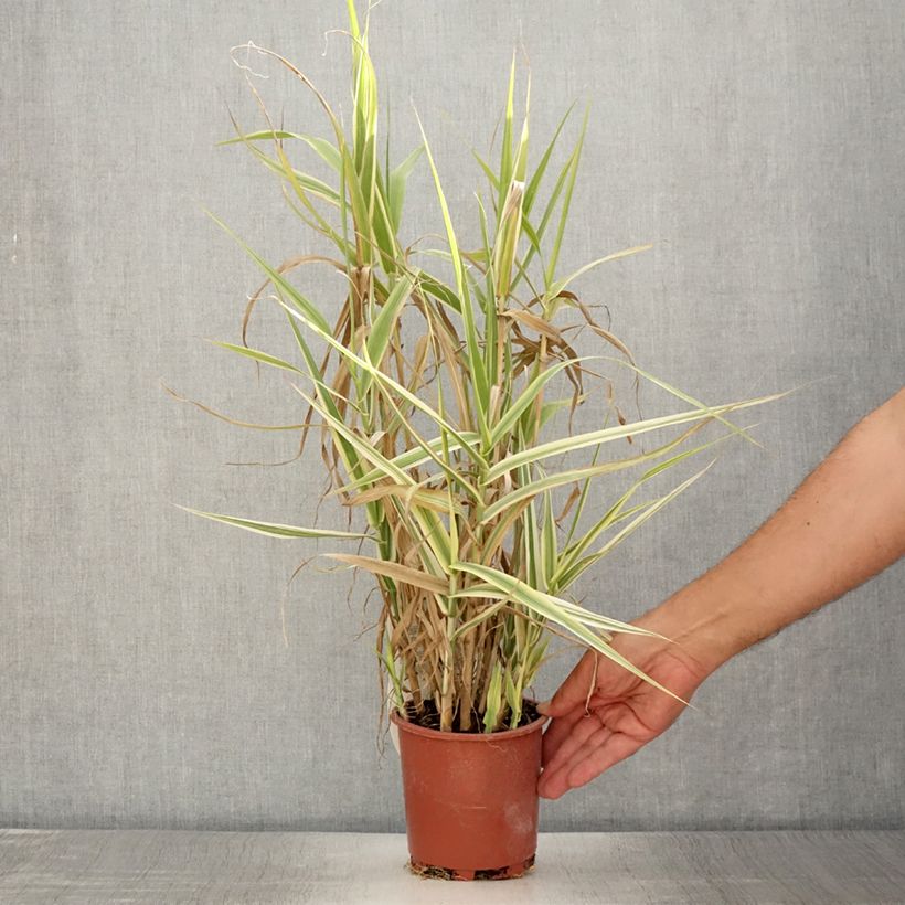 Exemplar von Arundo donax Ely - Spanisches Rohr Topf mit 1L/1,5L wie im Sommer geliefert
