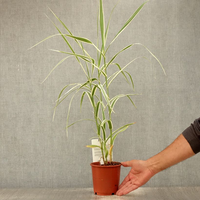 Exemplar von Arundo donax Versicolor - Spanisches Rohr Topf mit 1L/1,5L wie im Sommer geliefert