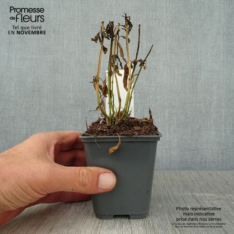 Exemplar von Asclepias curassavica - Curacao-Seidenpflanze Kleine Töpfe von 8/9 cm wie im Herbst geliefert
