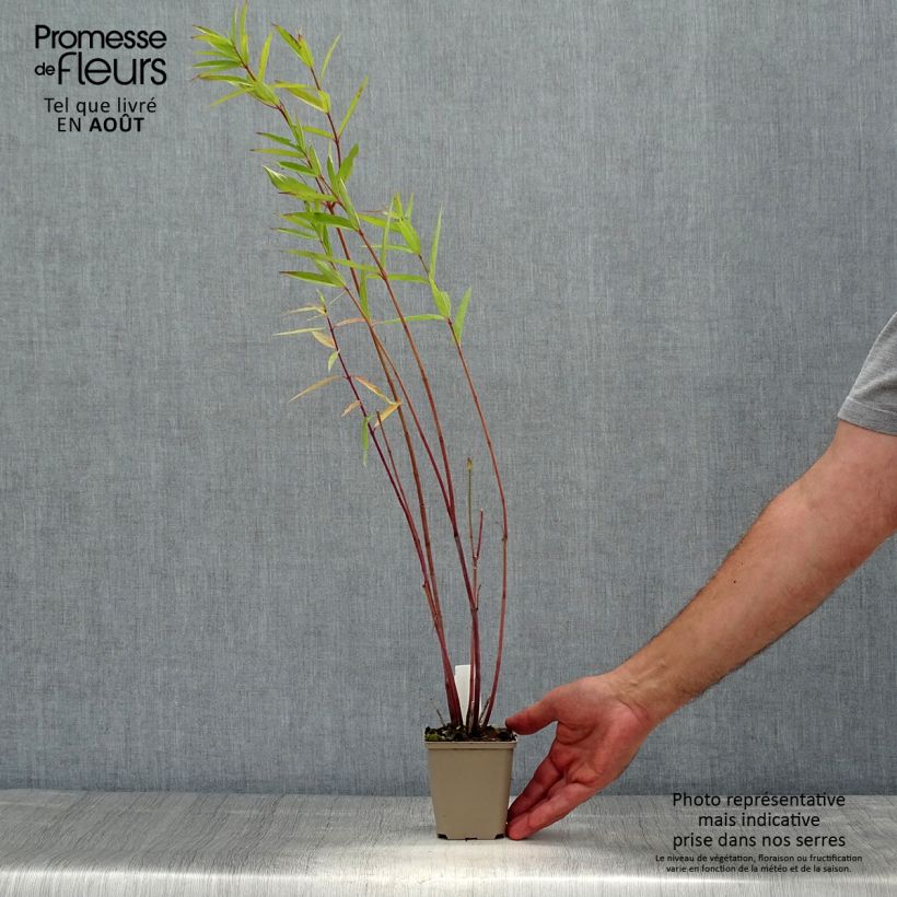 Exemplar von Asclepias speciosa - Prächtige Seidenpflanze Kleine Töpfe von 8/9 cm wie im Sommer geliefert