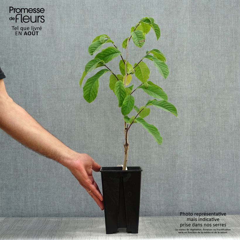 Exemplar von Papau Susquehanna Peterson Pawpaws - Asimina triloba Topf mit 4L/5L wie im Sommer geliefert