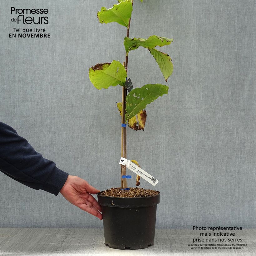 Exemplar von Papau Allegheny - Asimina triloba Topf mit 3L/4L wie im Herbst geliefert
