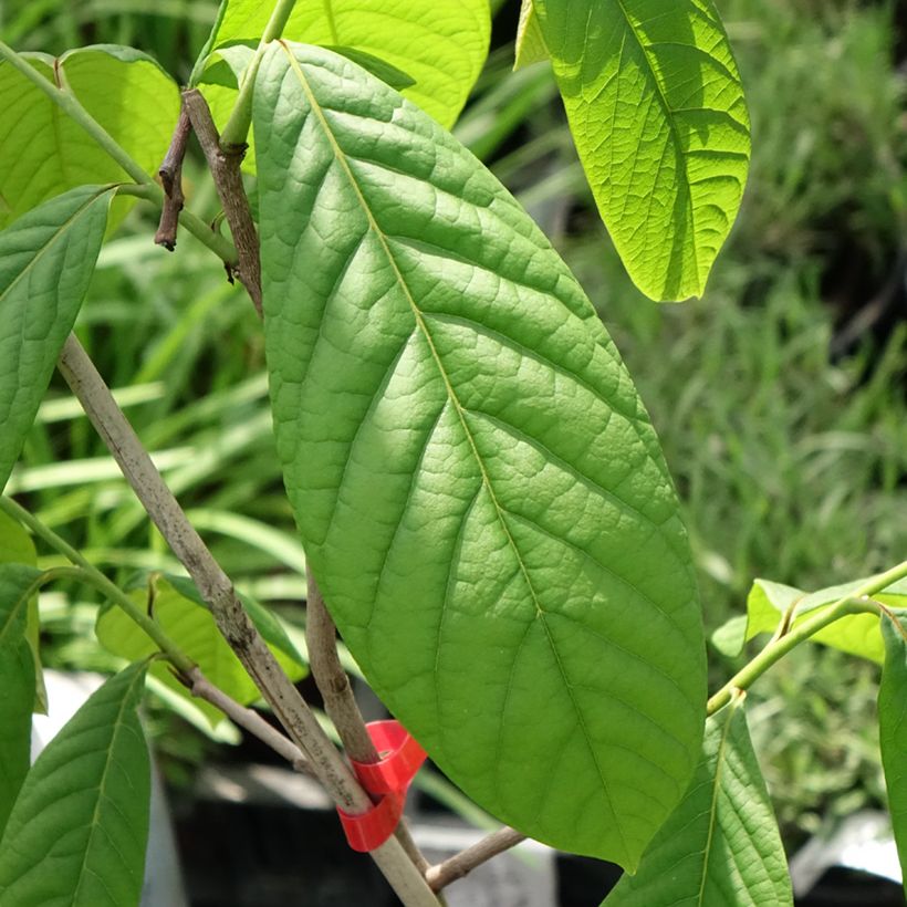 Papau Overlese - Asimina triloba (Laub)