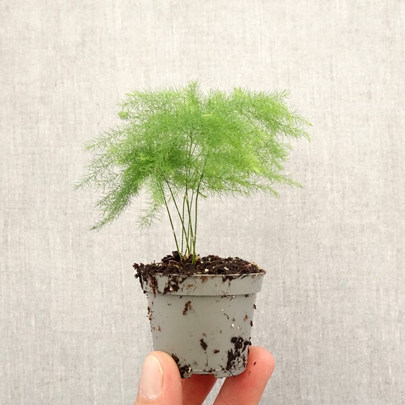 Exemplar von Asparagus plumosus - Feder-Spargel Mini-plante wie im Frühjahr geliefert