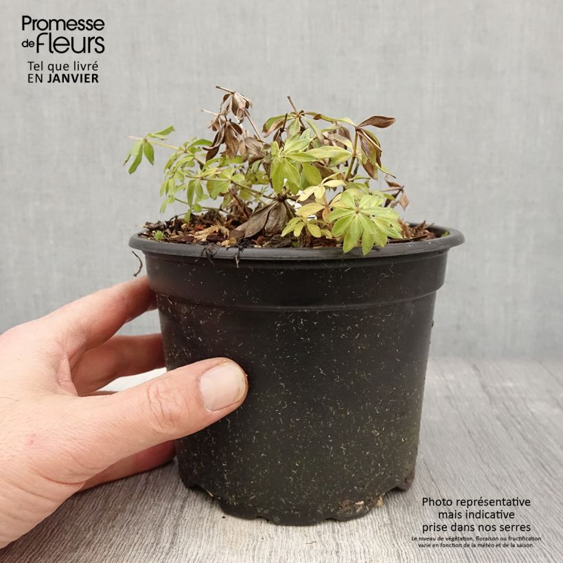 Exemplar von Waldmeister - Galium odoratum Topf mit 2L/3L wie im Winter geliefert
