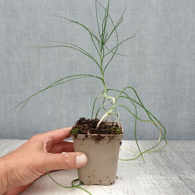 Exemplar von Asphodeline liburnica - Liburnischer Affodill Kleine Töpfe von 8/9 cm wie im Sommer geliefert