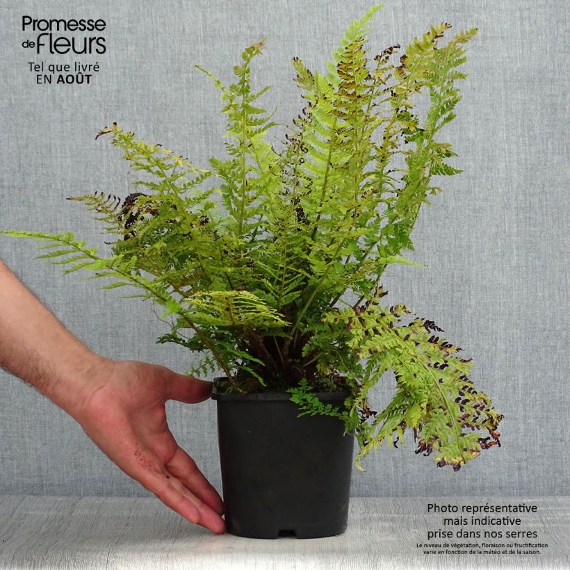 Exemplar von Weicher Schildfarn Congestum - Polystichum setiferum Topf mit 2L/3L wie im Sommer geliefert