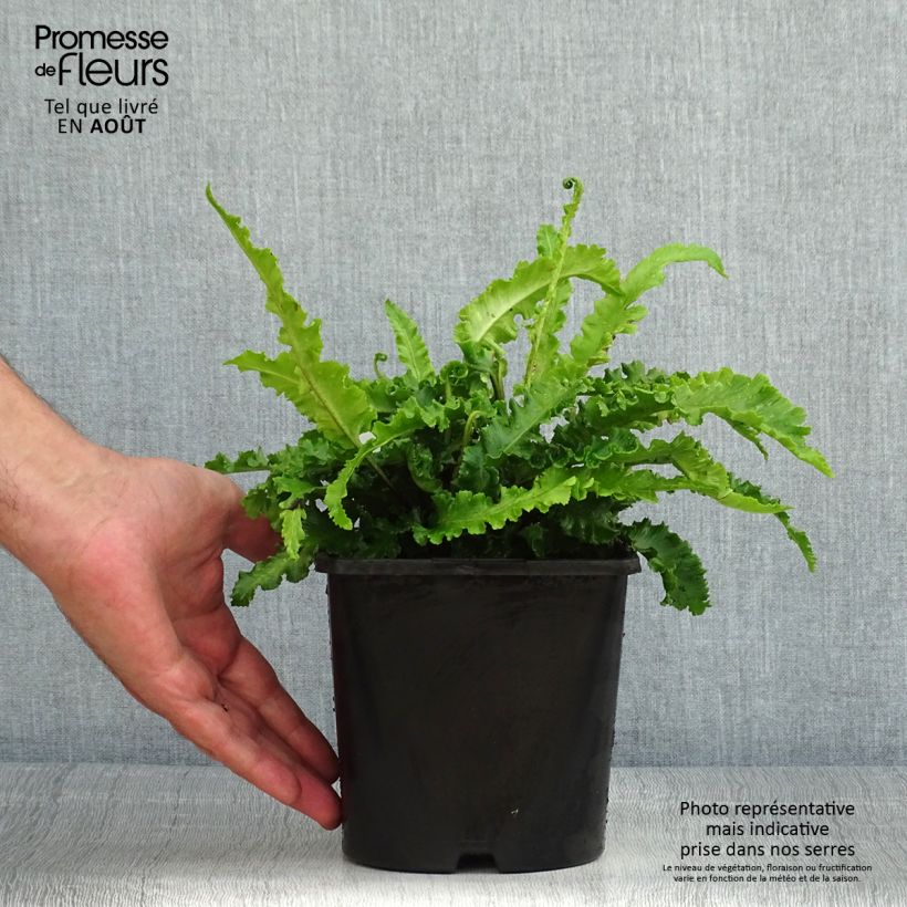 Exemplar von Hirschzungenfarn Angustifolia - Phyllitis scolopendrium Topf mit 2L/3L wie im Sommer geliefert