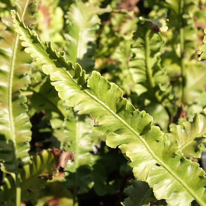 Hirschzungenfarn Angustifolia - Phyllitis scolopendrium (Laub)