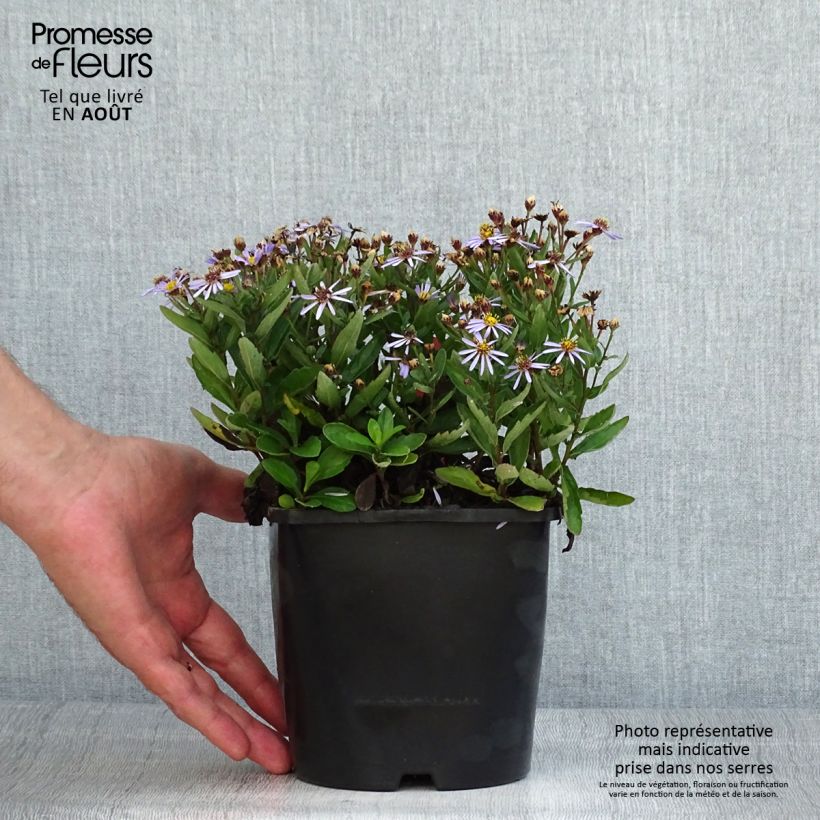 Exemplar von Aster ageratoides Adustus Nanus - Ageratum-ähnliche Aster Topf mit 1,5L/2L wie im Sommer geliefert
