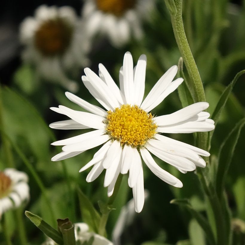 Aster alpinus Albus - Alpen-Aster (Blüte)