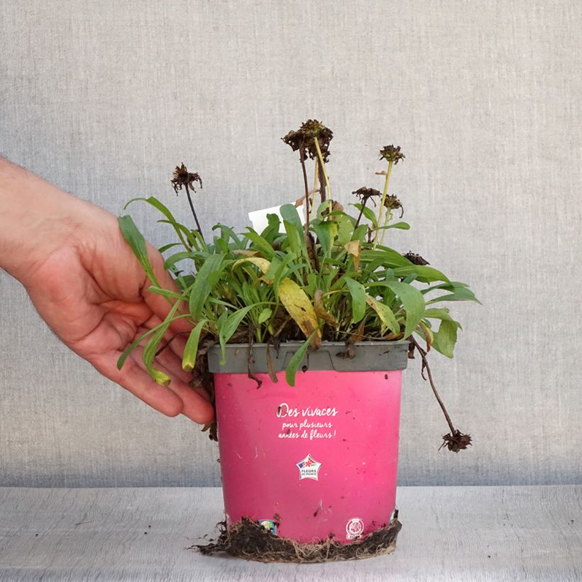 Exemplar von Aster alpinus Happy End - Alpen-Aster Topf mit 2L/3L wie im Sommer geliefert