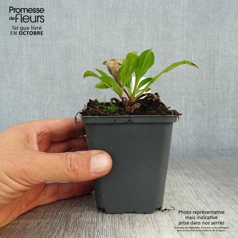Exemplar von Aster amellus Blue King - Berg-Aster Kleine Töpfe von 8/9 cm wie im Herbst geliefert