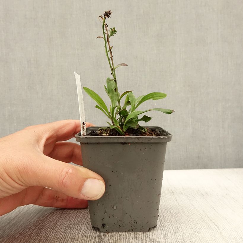 Exemplar von Aster amellus Sonora - Berg-Aster Kleine Töpfe von 8/9 cm wie im Herbst geliefert