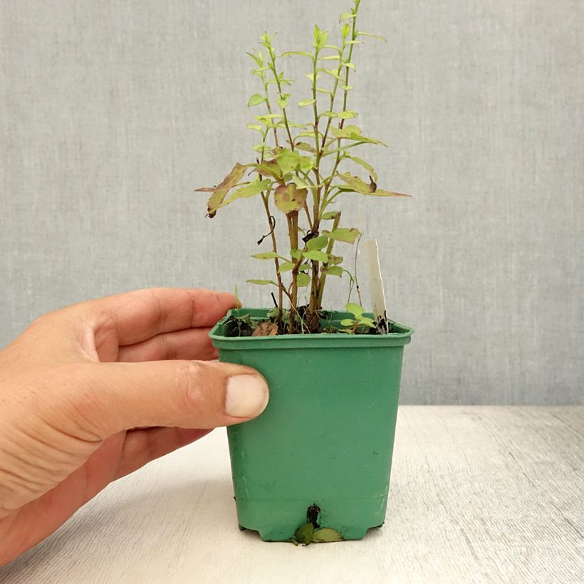 Exemplar von Aster cordifolius Idéal - Schleieraster Kleine Töpfe von 8/9 cm wie im Sommer geliefert