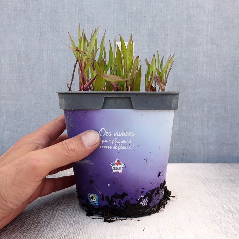 Exemplar von Aster dumosus Tonga - Kissen-Aster Topf mit 2L/3L wie im Sommer geliefert