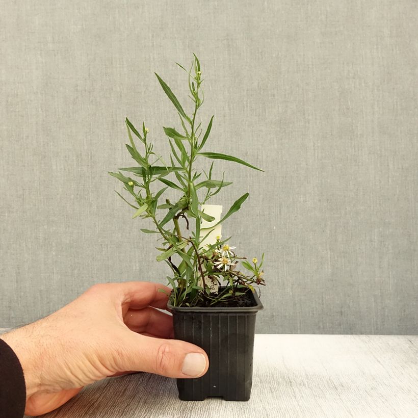 Exemplar von Aster ericoïdes Schneegitter - Myrten Aster Kleine Töpfe von 8/9 cm wie im Herbst geliefert