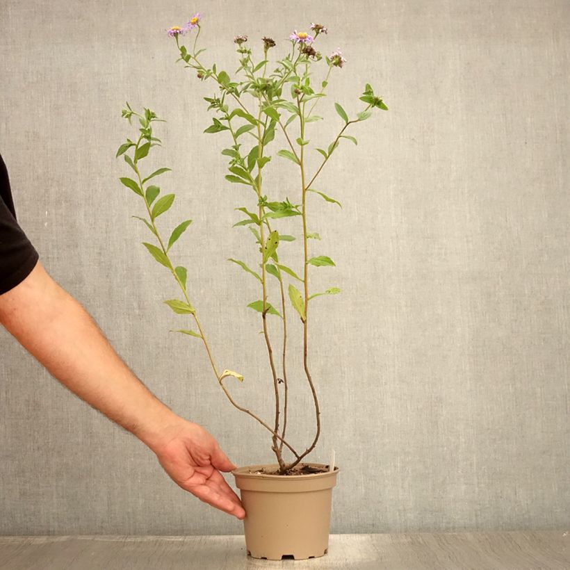 Exemplar von Aster frikartii Mönch - Sommer-Aster Topf mit 1L/1,5L wie im Sommer geliefert