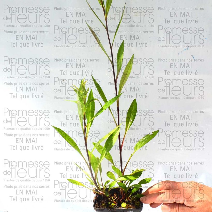 Beispiel eines Exemplars von Aster novi-belgii Carmen - Glattblatt-Aster Kleine Töpfe von 8/9 cm wie geliefert