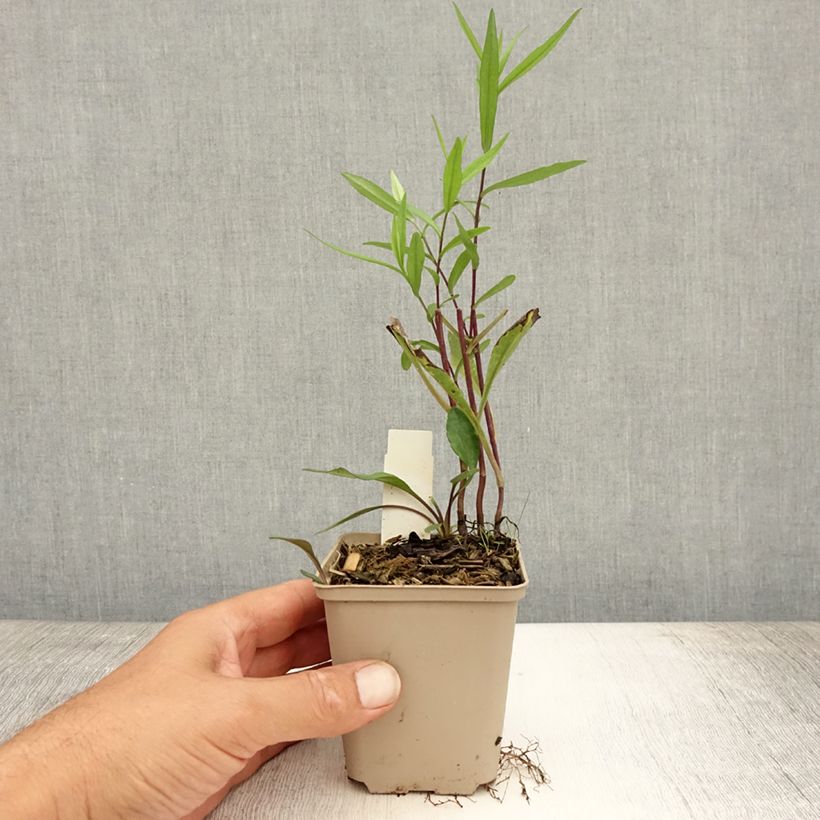 Exemplar von Aster Le Vasterival Kleine Töpfe von 8/9 cm wie im Sommer geliefert