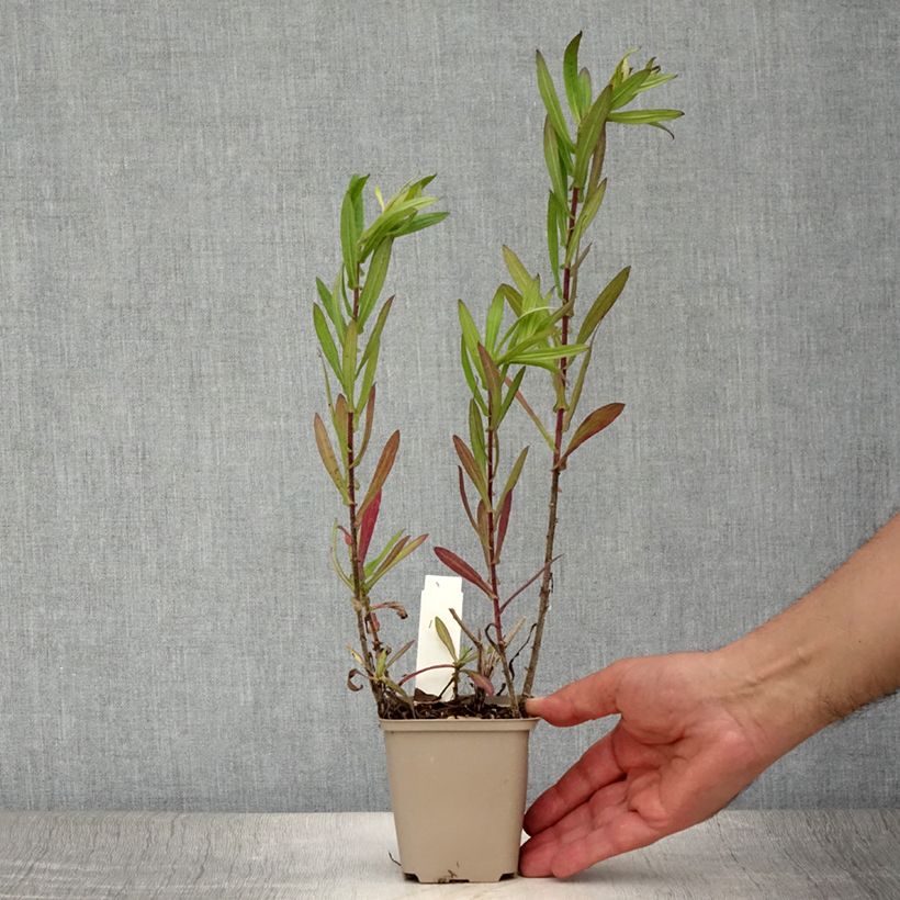 Exemplar von Aster novae-angliae Guido en Gezelle - Neuenglische Aster Kleine Töpfe von 8/9 cm wie im Sommer geliefert
