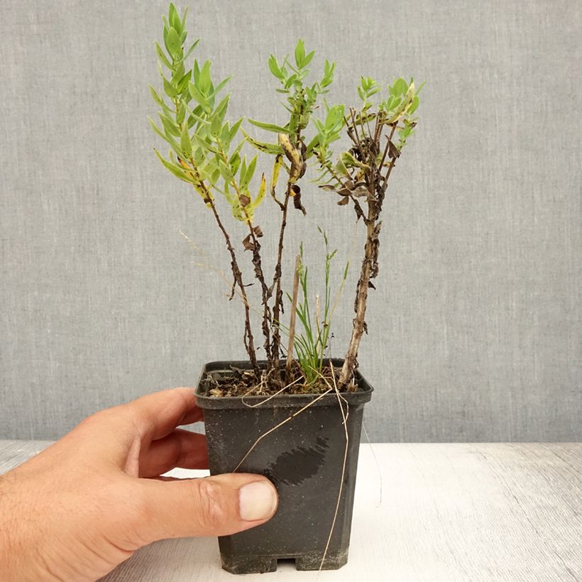 Exemplar von Aster novae-angliae Herbstschnee - Neuenglische Aster Kleine Töpfe von 8/9 cm wie im Sommer geliefert